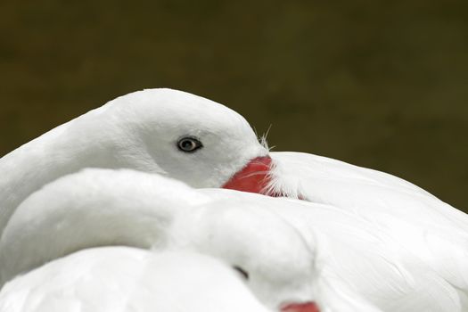 Interesting photo and perspective on three ducks in a row with only one watful eye showing