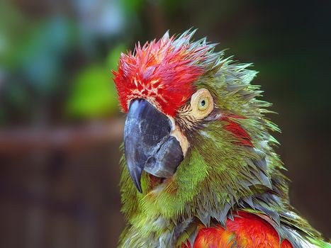 Here's a bird with a bad attitude or just having a bad hair day!