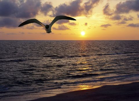 Beautiful detailed scene of a seagull flying with a gorgeous sunset over the beach.