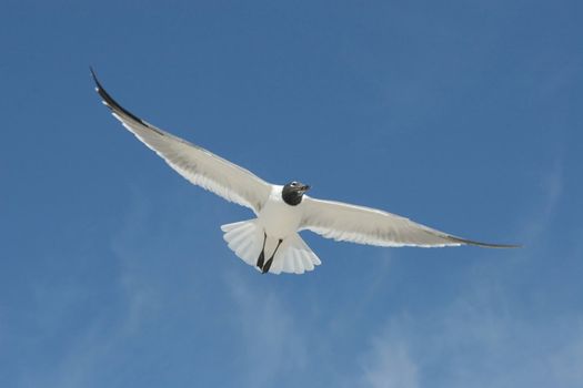 Photo of a Seagull in Flight with nice detail and clear blue sky overhead