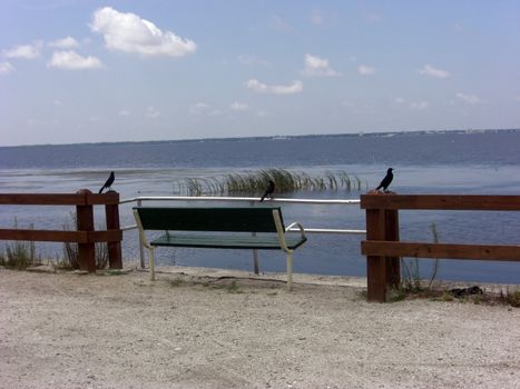 Three black birds are sitting and enjoying the view of Lake Monroe