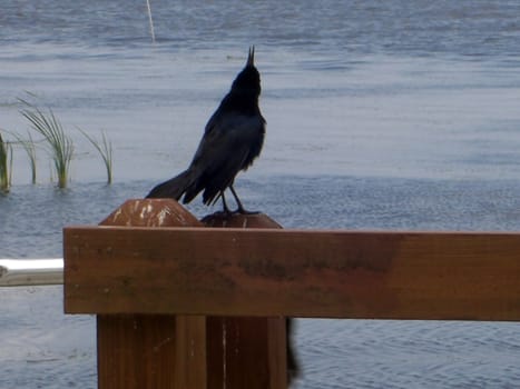 A bird is singing on top of a wooden rail across  the lake