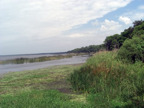 A thick and lush forest  is across the way from the lake