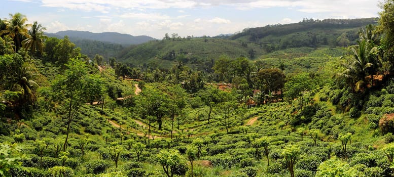 Panorama of tea plantaition in Sri Lanka in the sunshine day