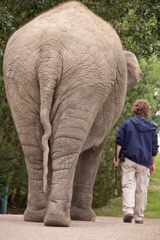 A young man walking side by side with a small elephant