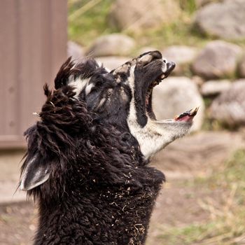 A llama screaming its lungs out opening it mouth wide and showing its sharp pointy teeth