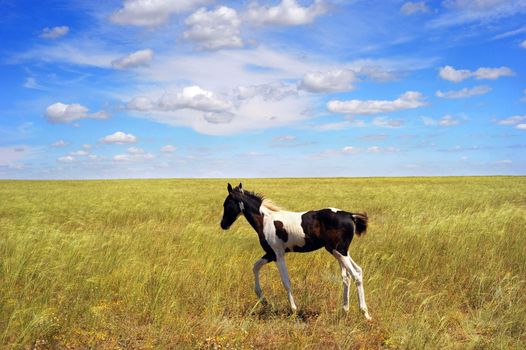 Lonely foal in the field. Crimea, Ukraine