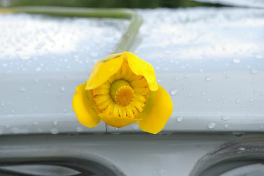 macro photo of the beautiful water lily