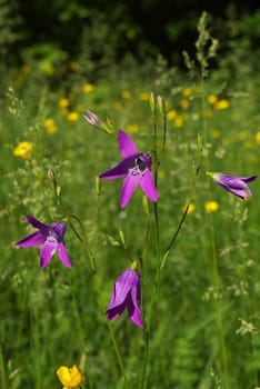 macro photo of the campanula in field