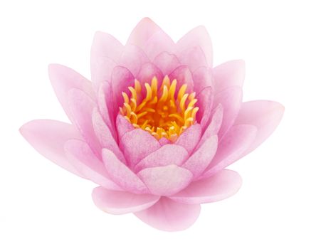Pink lotus on white background