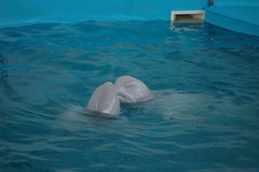 photo two white dolphins playing with each other