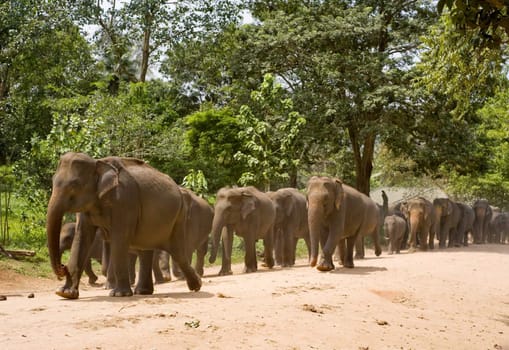 Elephants at Elephant Orphanage in Pinnawela, Sri Lanka