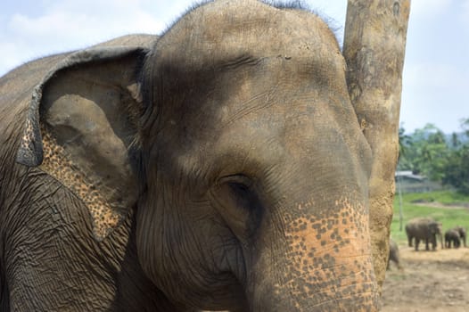 Elephant at Elephant Orphanage in Pinnawela, Sri Lanka