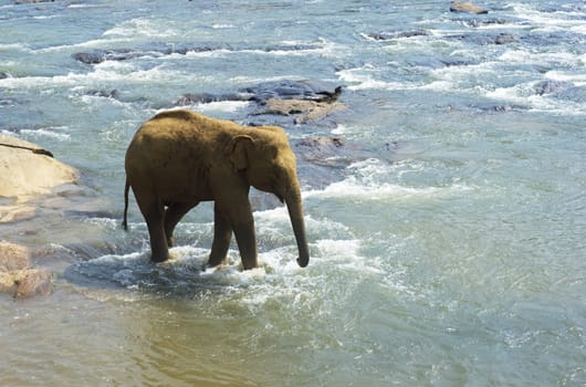 Elephant from the Pinnewala Elephant Orphanage in the river