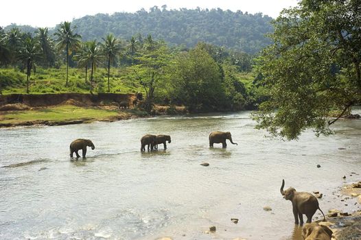 Elephants from the Pinnewala Elephant Orphanage enjoy their daily bath at the local river.