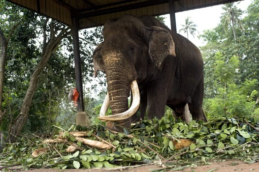 Elephant eating at fence in Pinnawela Elephant orphanage