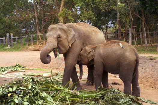 Elephant family at Elephant Orphanage in Pinnawela, Sri Lanka