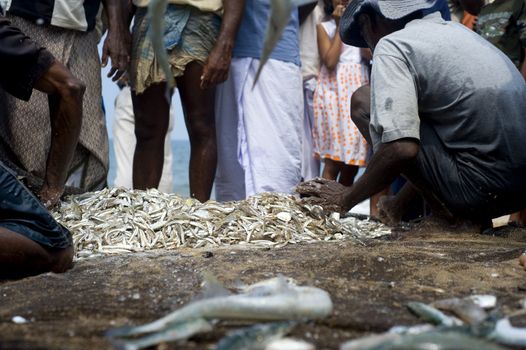 Hikkaduwa, Sri Lanka - Feb 19, 2011: Local fishermans selling fish on the beach. Fishing in Sri Lanka is a tough job but this is the way they earn their living