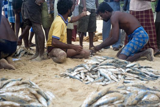 Hikkaduwa, Sri Lanka - Feb 19, 2011: Local fishermans selling fish on the beach. Fishing in Sri Lanka is a tough job but this is the way they earn their living