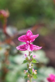 macro photo of the beautiful melissa  flower in garden