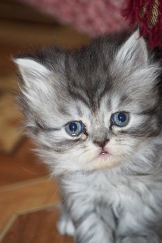 photo of the beautiful grey funny kitty