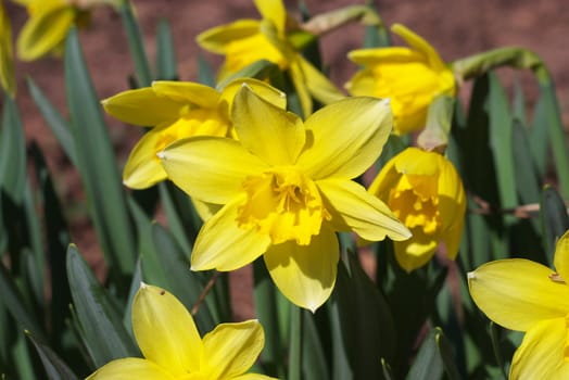 macro photo of the beautiful yellow lily