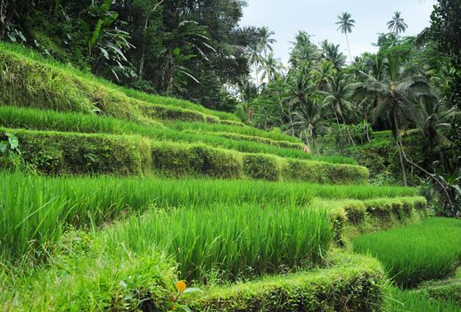Rice field in tropical forest in Bali, Indonesia