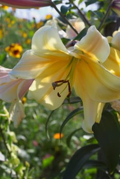 macro photo of the beautiful yellow lily