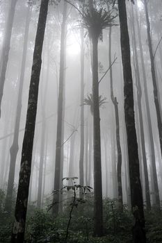 Tropical forest in the evening on Bali, Indonesia