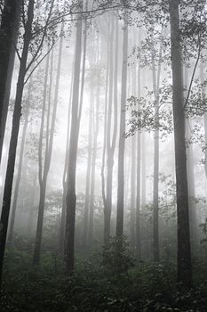 Foggy Tropical forest in the evening . Bali, Indonesia