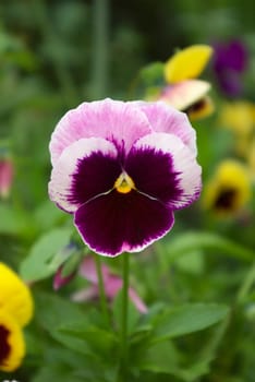 macro photo of the viol flower in summer garden