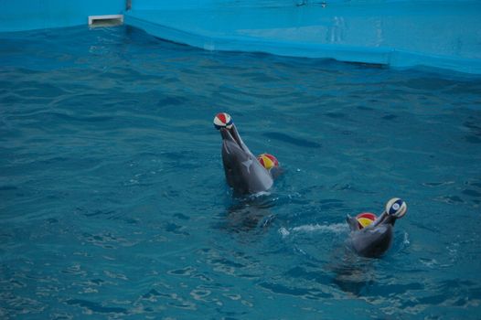 photo of the two dolphins playing with balls