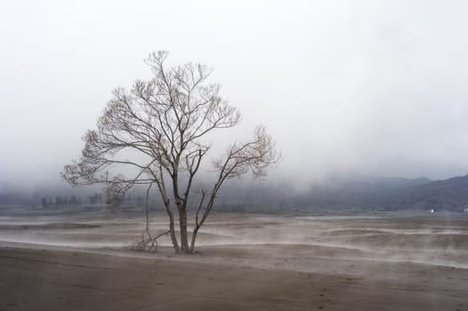 Lonely tree near the volcano Bromo. Java, Indonesia