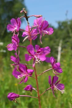 macro photo of the Epilobium flower in summer garden