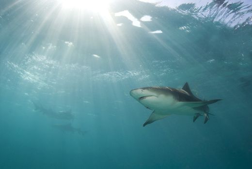 A lemon shark (Negaprion brevirostris) swims above as a burst of sunlight breaks through the ocean's surface