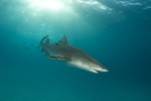 A lemon shark (Negaprion brevirostris) with a school of fish following with a sunburst behind and the rippled ocean floor below