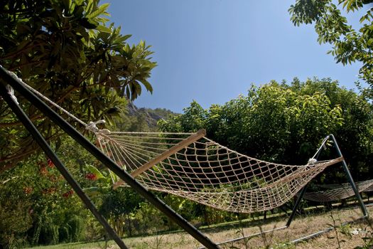 Hammock among tropic trees shot from below with blue cloudless sky