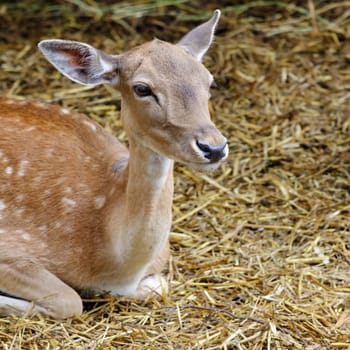 a close up of a cute white-tailed deer fawn