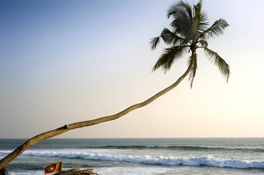 Lonely palm tree at sunset in front of Indian ocean. Sri Lanka