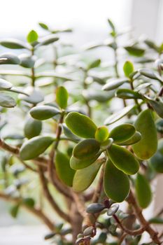 Green crassula or jade plant closeup with shallow depth of field