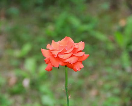 Beautiful red rose on the green background