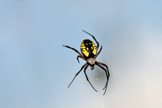 A Black and Yellow Garden Spider aka argiope aurantia on its web