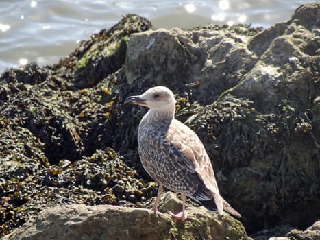 a juvenille herring gull or larus argentatus in France