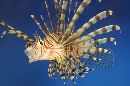 Beautiful tropical small fish in a sea aquarium