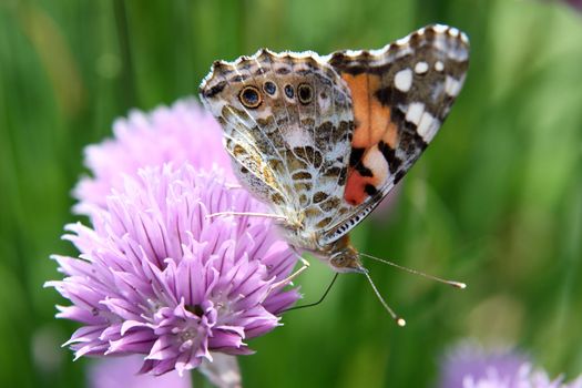 The butterfly sitting on a flower, drinks nectar