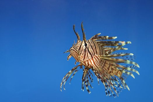 Beautiful tropical small fish in a sea aquarium