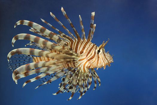 Beautiful tropical small fish in a sea aquarium