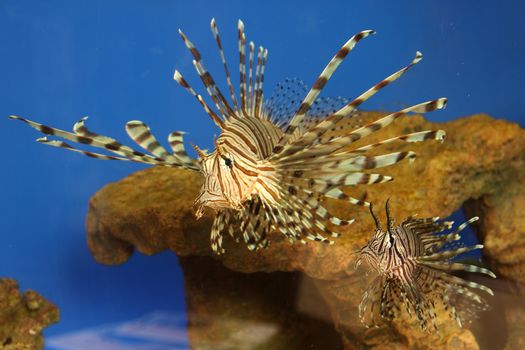 Beautiful tropical small fish in a sea aquarium