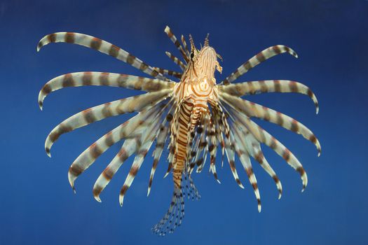 Beautiful tropical small fish in a sea aquarium