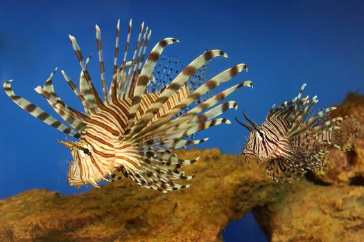 Beautiful tropical small fish in a sea aquarium